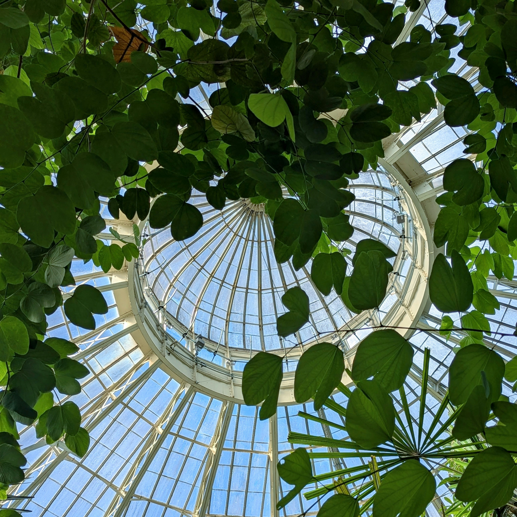 Looking up at the glass-and-steel dome of a conservatory through hanging foliage